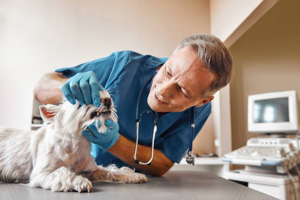 Best After-Hours Emergency Dentist in Brookston, IN
